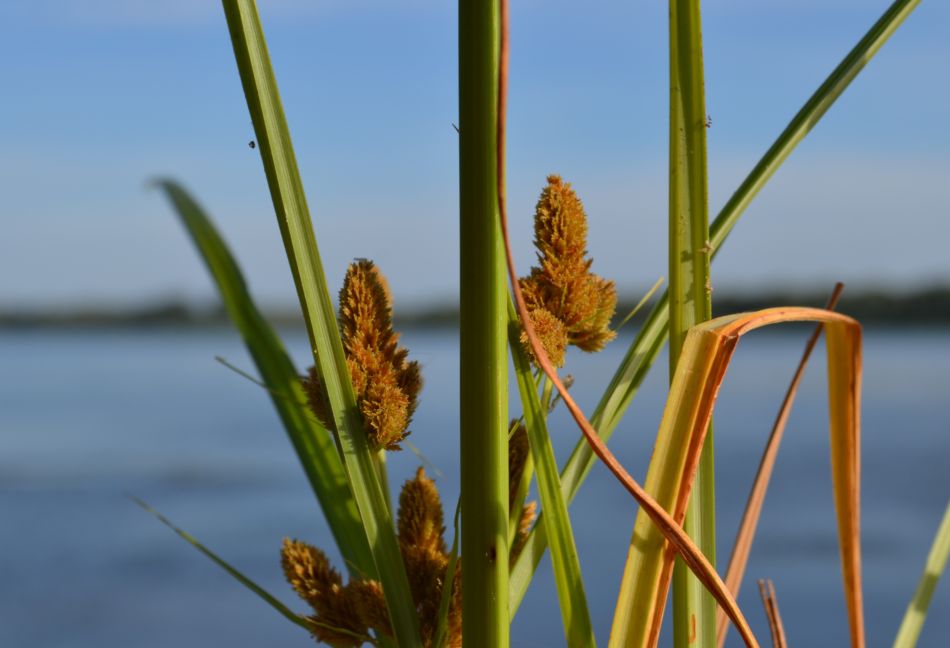 Изображение особи Cyperus glomeratus.