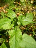 Solanum kitagawae. Верхушка молодого побега. Новосибирская обл., Искитимский р-н, окр. пгт Линёво, степная балка \"Титов Лог\", болото. 16 сентября 2011 г.