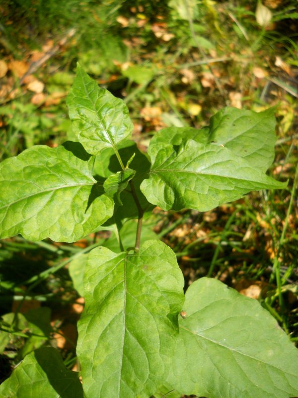 Image of Solanum kitagawae specimen.