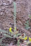genus Astragalus
