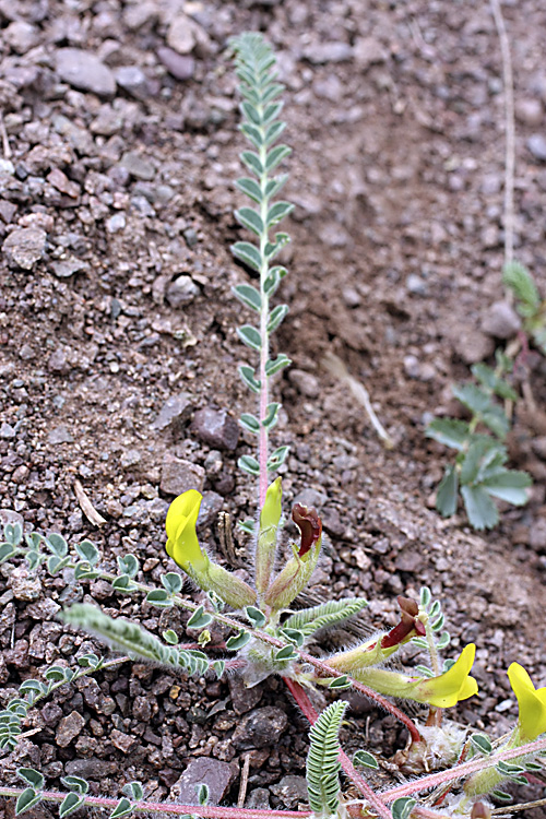 Изображение особи род Astragalus.