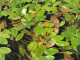 Potamogeton natans. Цветущие и плодоносящие растения. Ярославская обл., Угличский р-н, дер. Масальское, р. Корожечна. 24.06.2011.