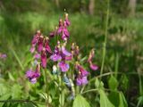 Lathyrus vernus. Соцветия. Московская обл., Раменский р-н, окр. дер. Хрипань, лесная поляна. 23.05.2006.