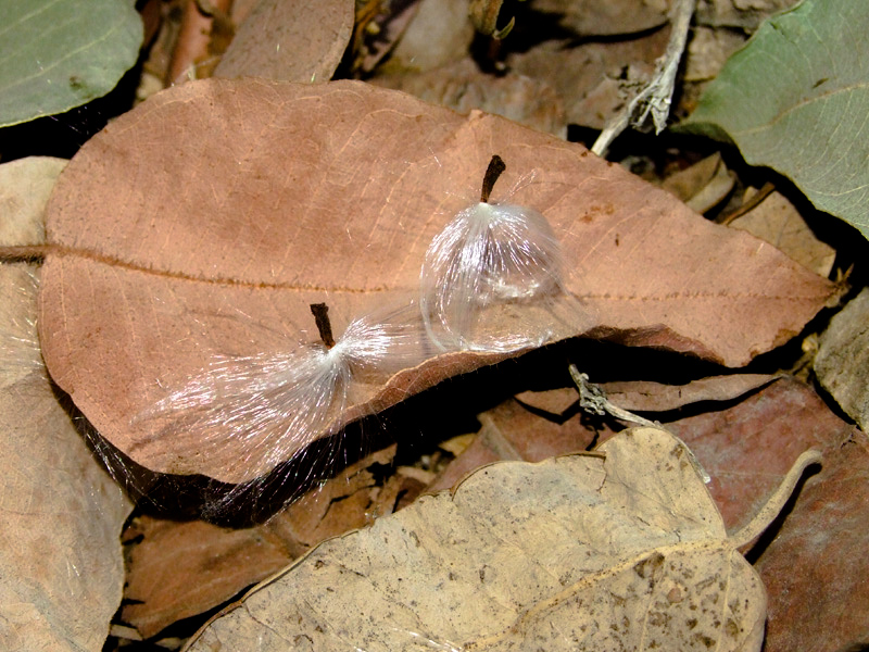 Image of Araujia sericifera specimen.