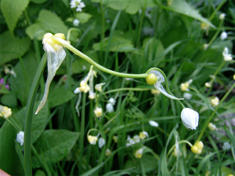 Изображение особи Allium paradoxum.