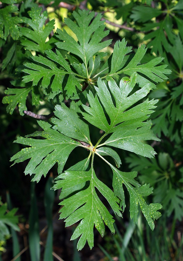Image of Crataegus pontica specimen.