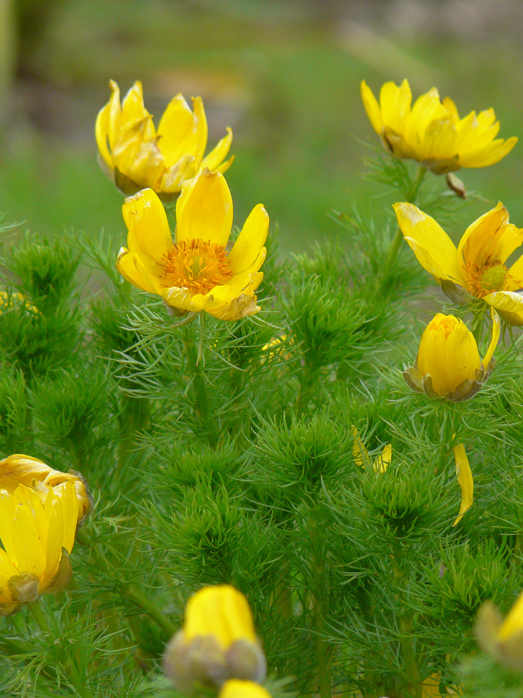 Изображение особи Adonis vernalis.