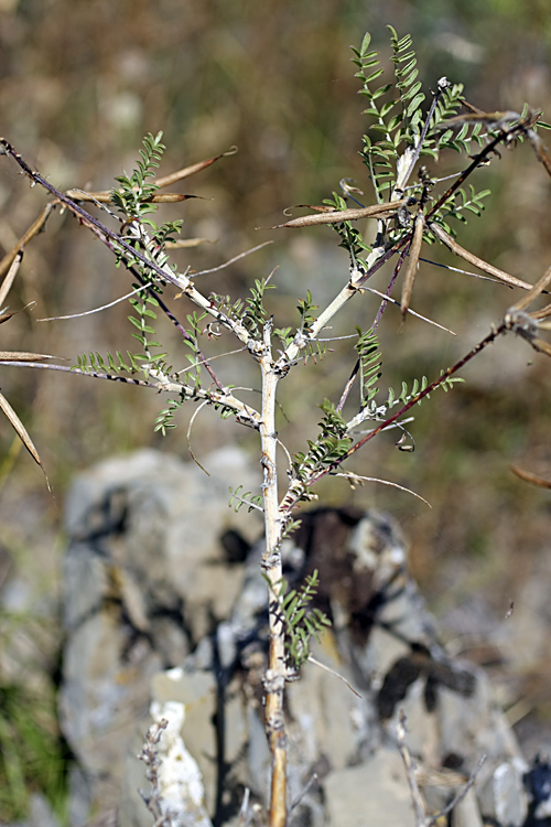 Изображение особи Astragalus neolipskyanus.