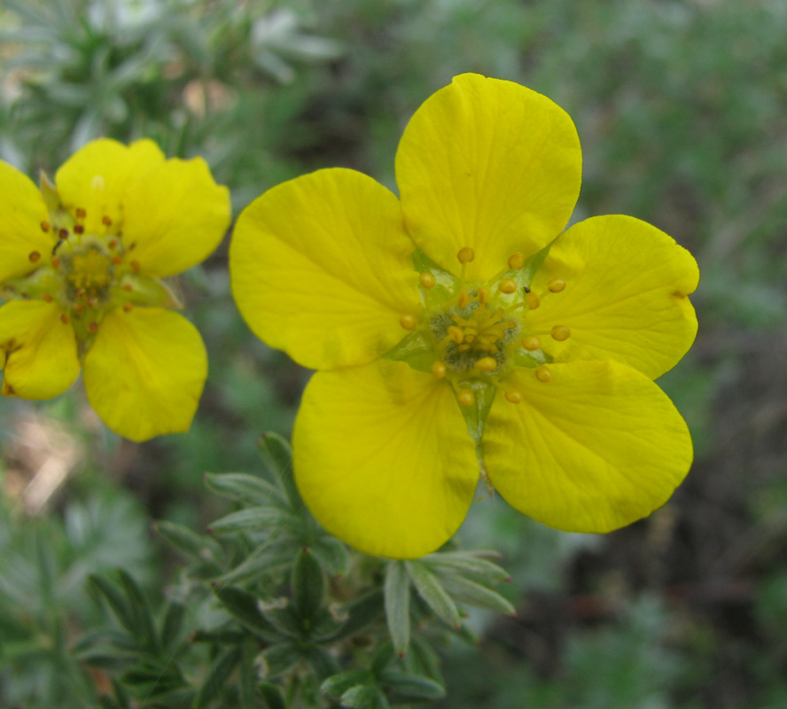 Изображение особи Dasiphora parvifolia.