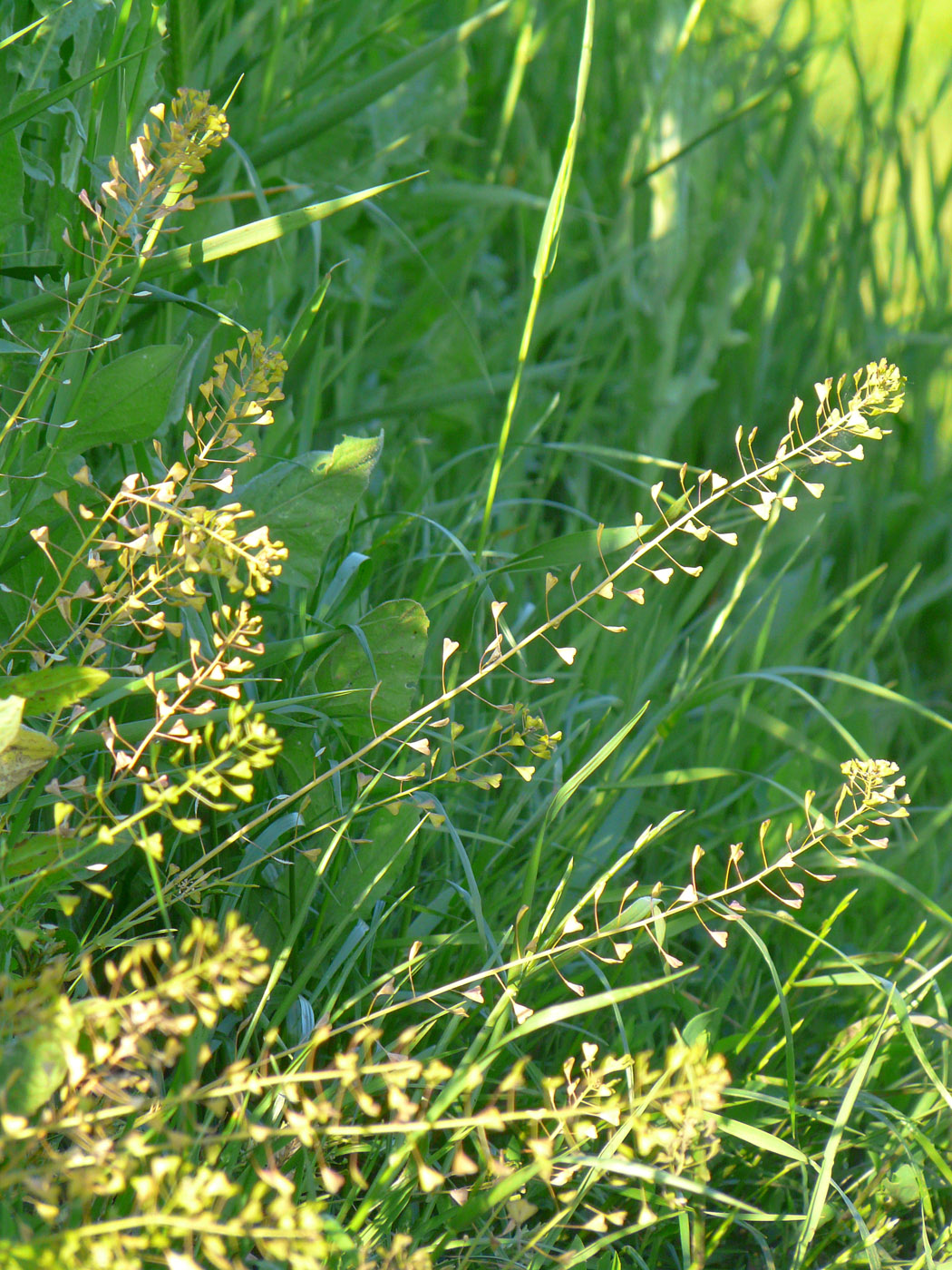 Изображение особи Capsella bursa-pastoris.