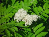 Sorbus aucuparia