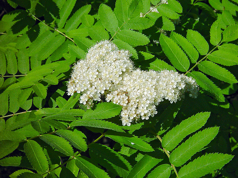 Image of Sorbus aucuparia specimen.