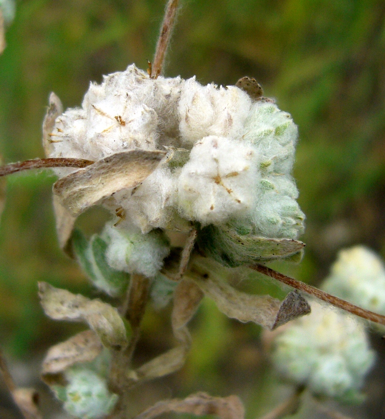 Image of Cymbolaena griffithii specimen.