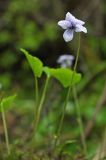 Viola epipsiloides. Цветущее растение в заболоченном лесу. Сахалин, Северо-Сахалинская равн., р. Вал. 24.06.2011.