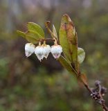 Chamaedaphne calyculata. Верхушка побега с цветками. Северный Сахалин, побережье Охотского моря, окр. оз. Ватунг, моховое болото. 18.06.2011.