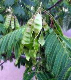 Albizia julibrissin