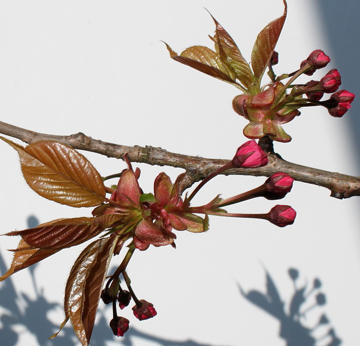 Изображение особи Prunus serrulata.