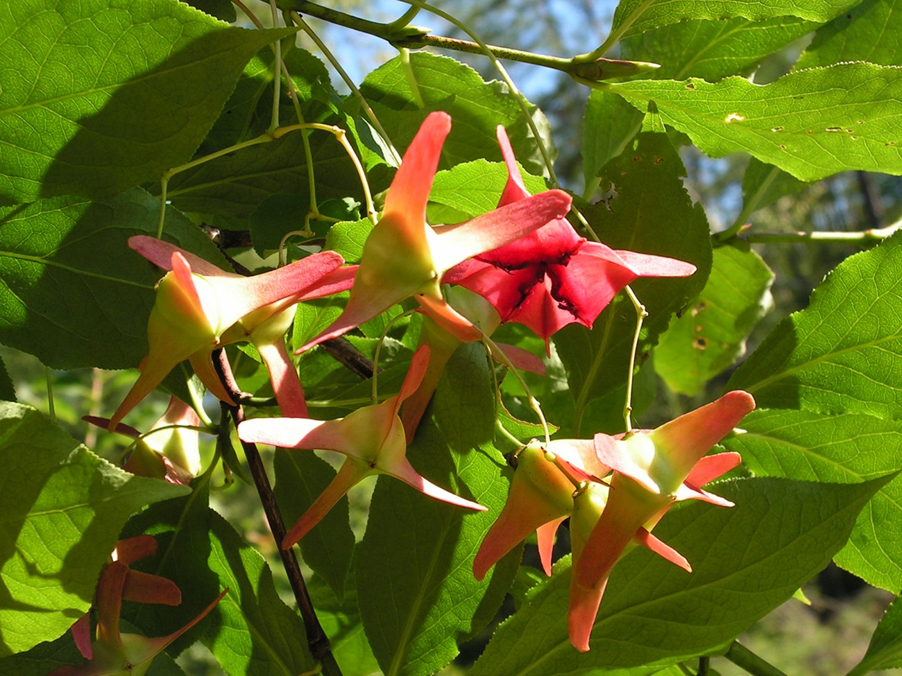 Изображение особи Euonymus macropterus.