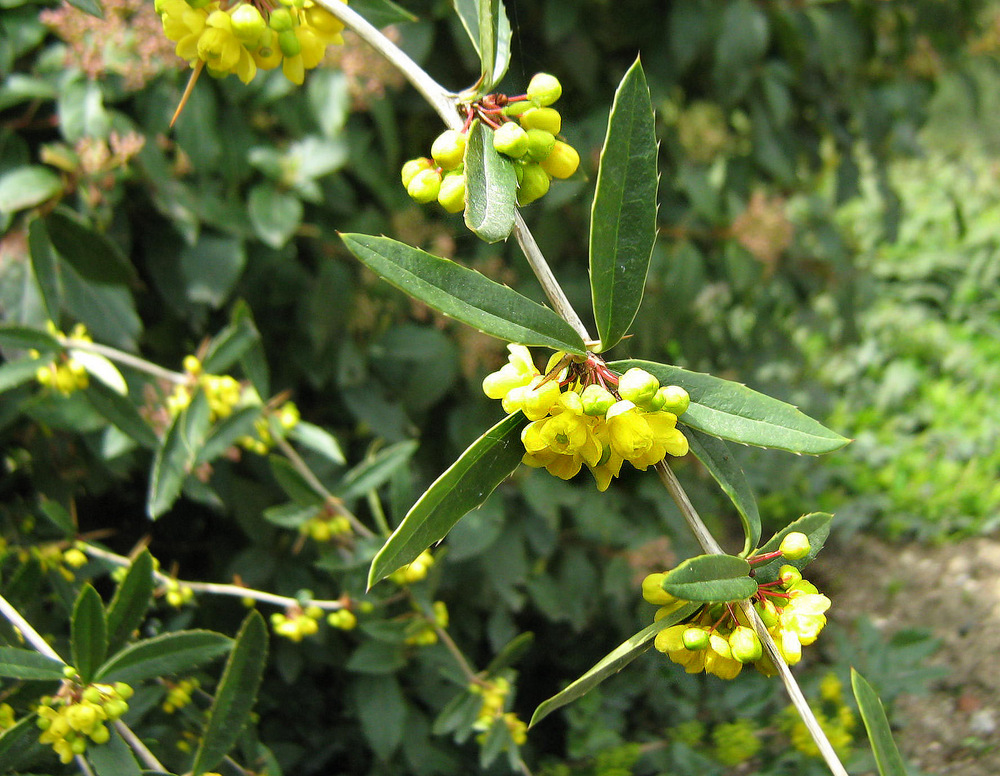 Изображение особи Berberis pruinosa.