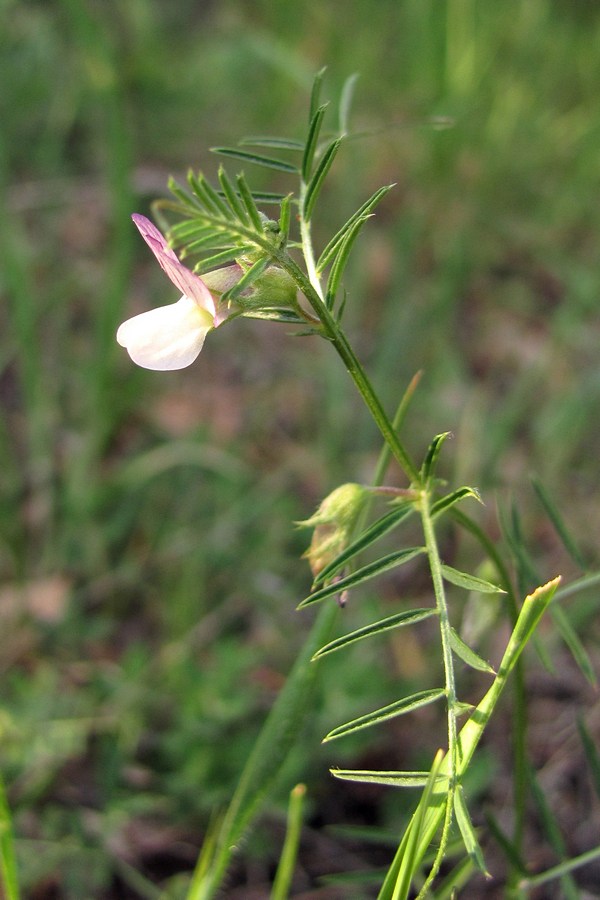 Изображение особи Vicia lutea.