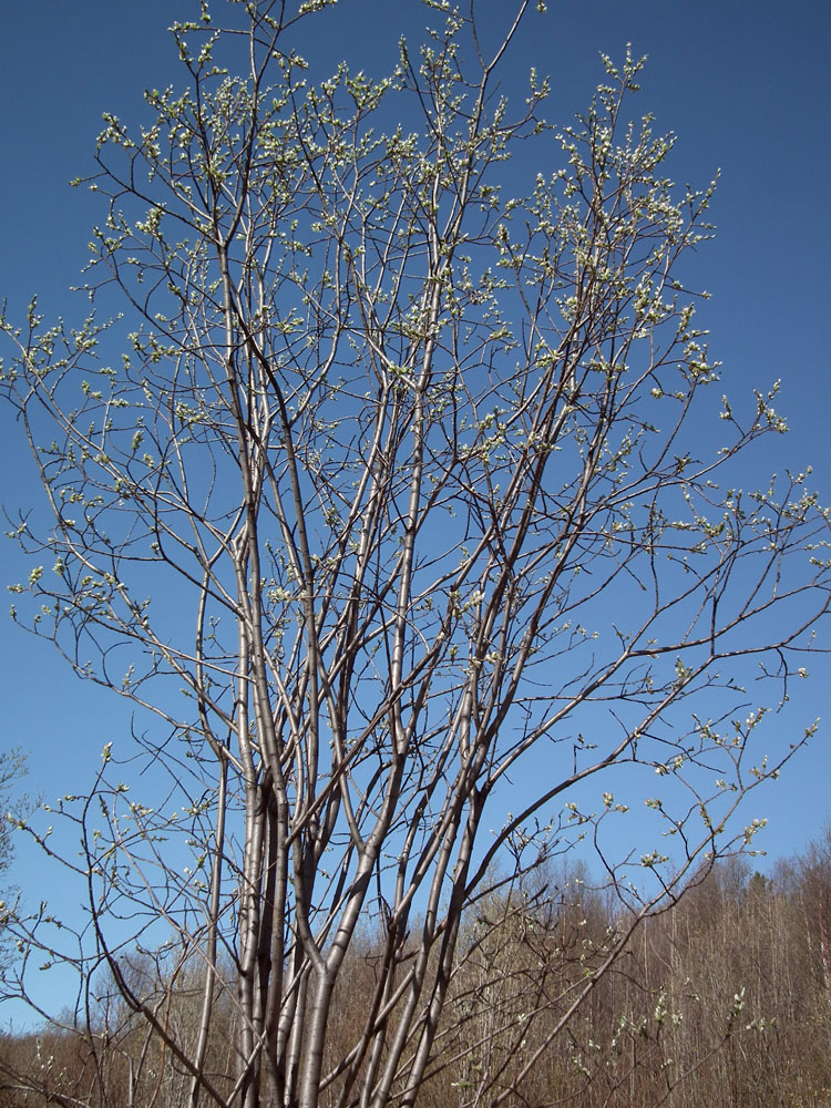 Изображение особи Salix borealis.