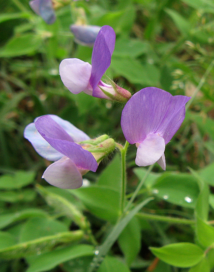 Image of Lathyrus laxiflorus specimen.