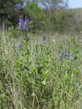 Veronica teucrium. Цветущие растения. Крым, Салгирская долина, луг в р-не Аянского вдхр. 26.06.2020.