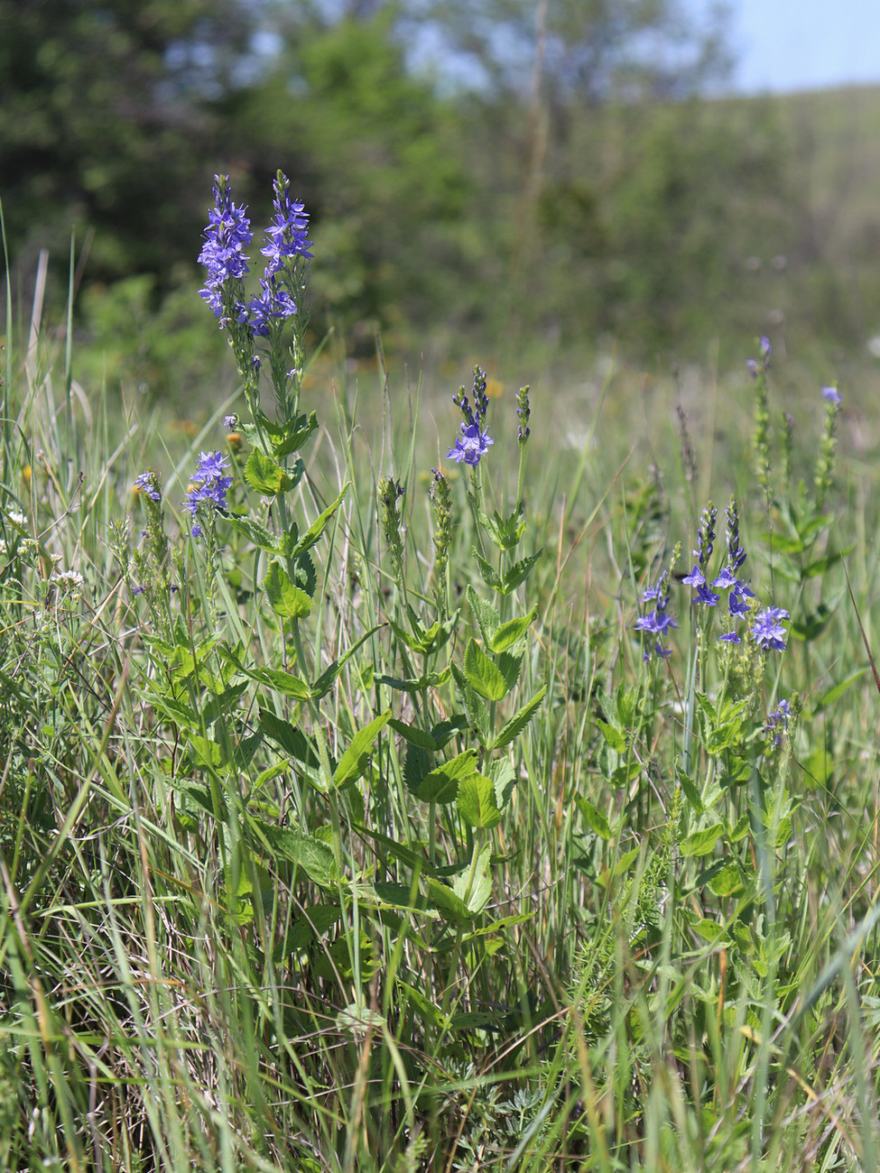 Image of Veronica teucrium specimen.