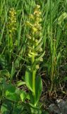 Dactylorhiza viridis. Цветущее растение. Крым, Долгоруковская яйла. 3 июня 2012 г.