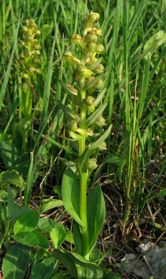 Image of Dactylorhiza viridis specimen.