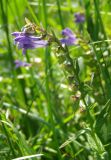 Scutellaria hastifolia