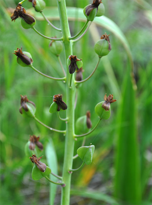 Image of Bellevalia zygomorpha specimen.