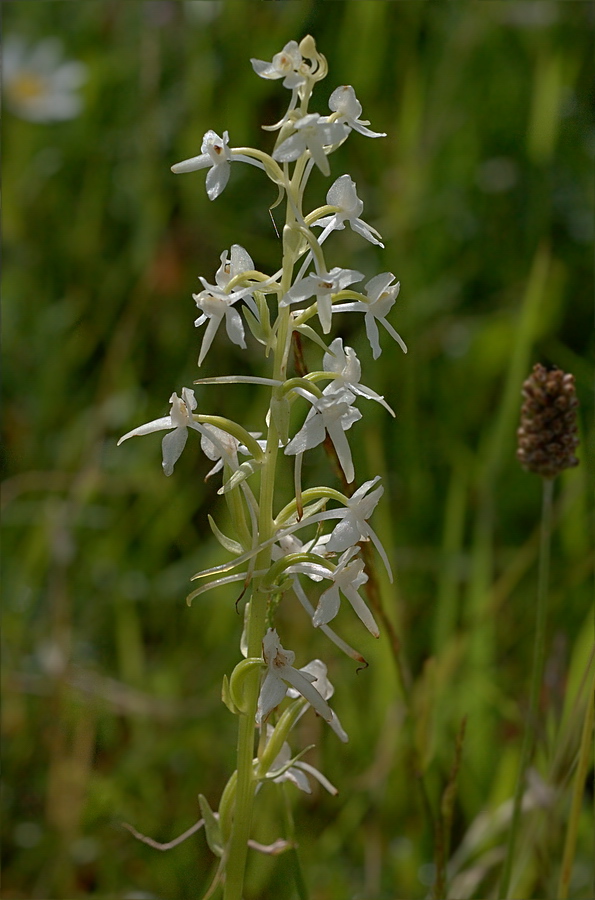 Изображение особи Platanthera bifolia.