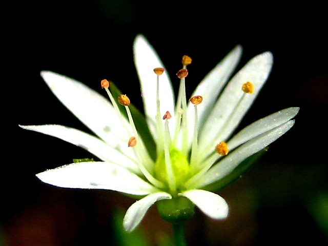 Image of Stellaria bungeana specimen.