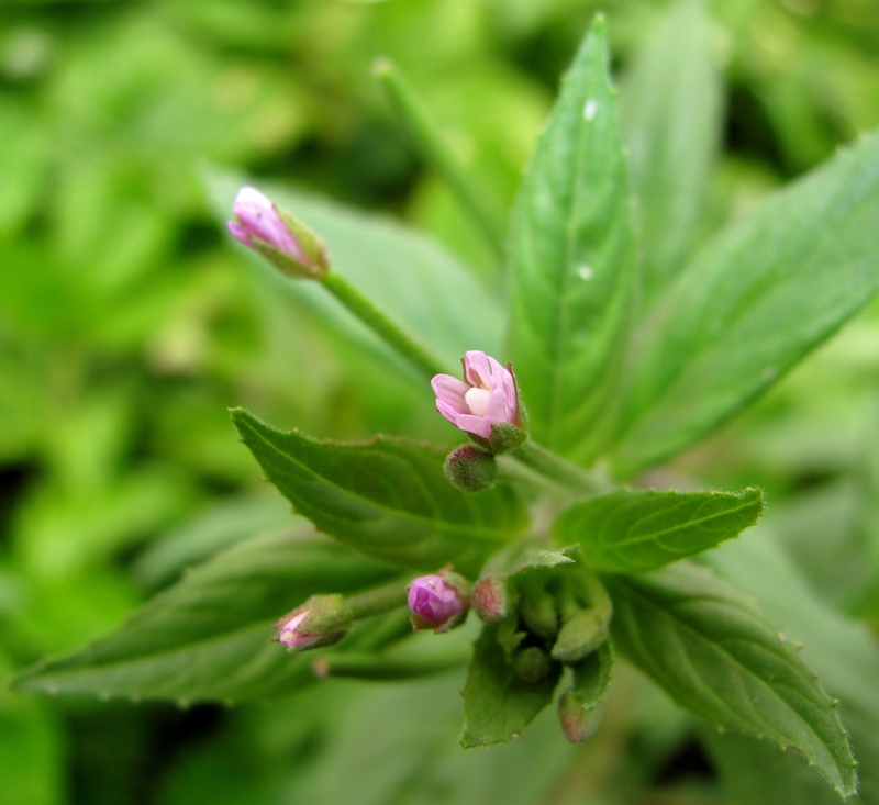 Изображение особи Epilobium roseum.