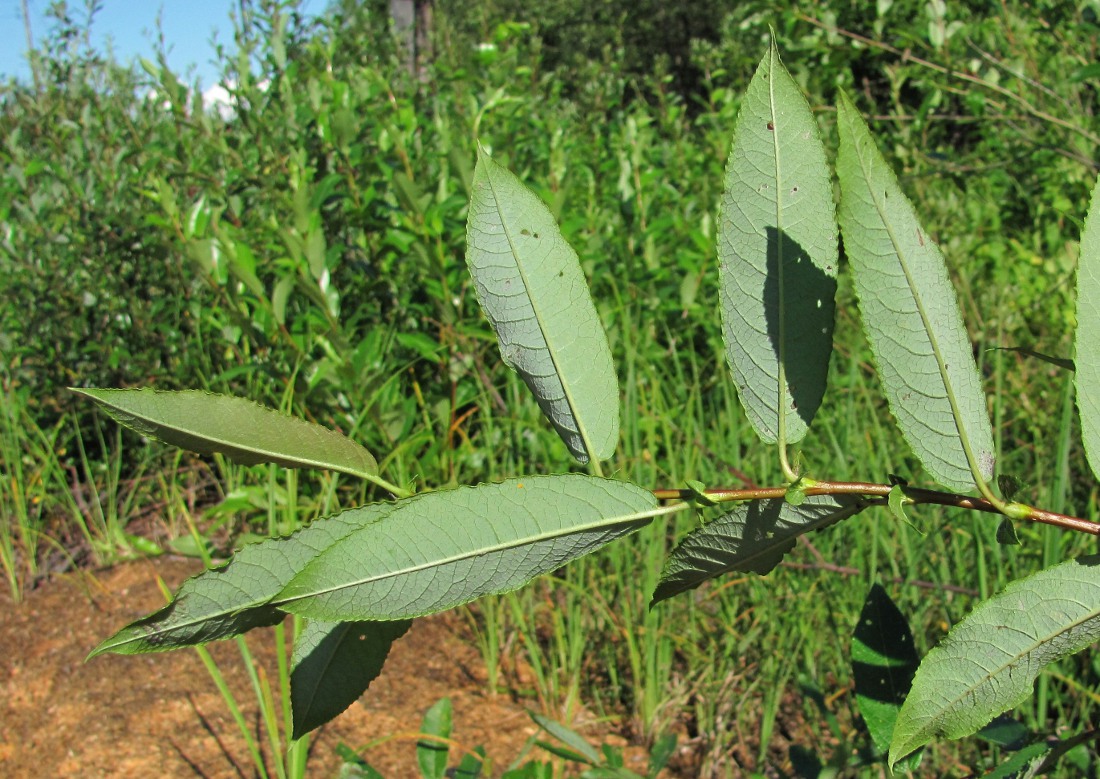 Изображение особи Salix × tetrapla.