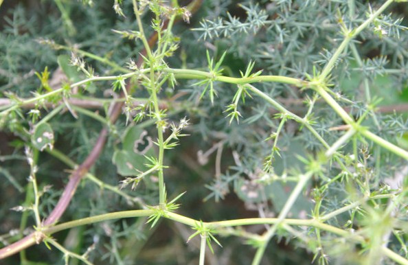 Изображение особи Asparagus acutifolius.