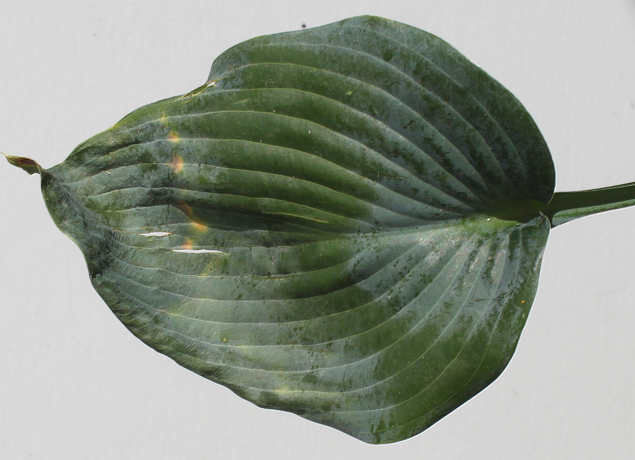 Image of Hosta sieboldiana specimen.