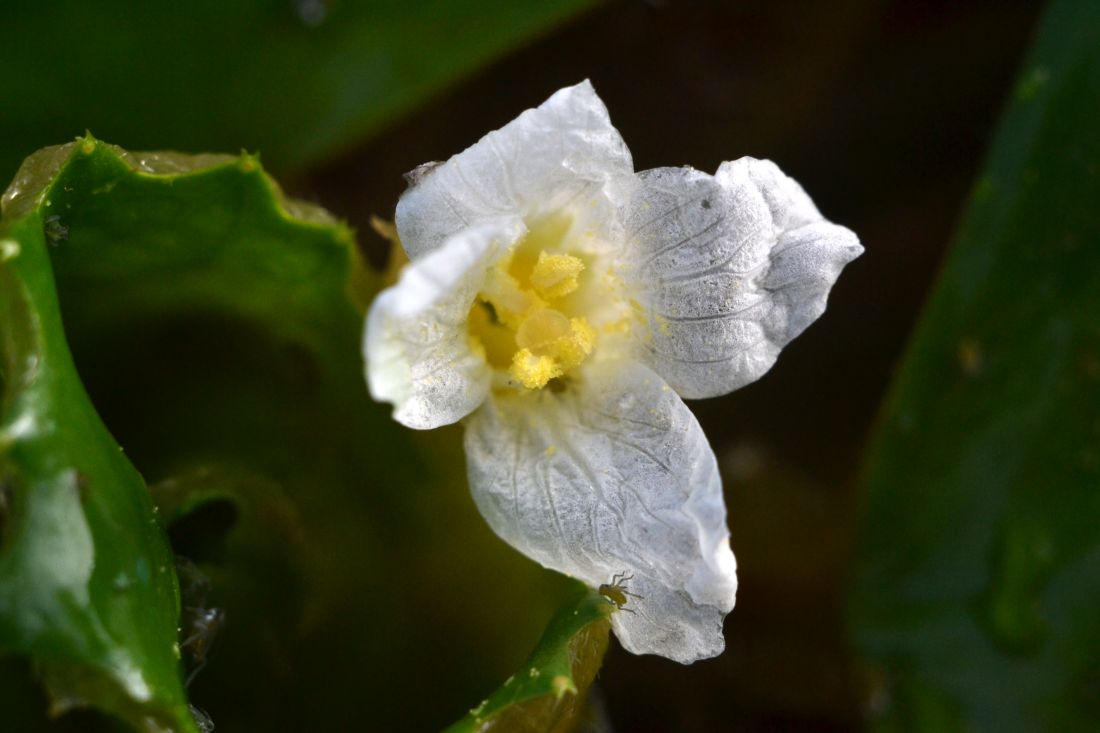 Image of Trapa astrachanica specimen.