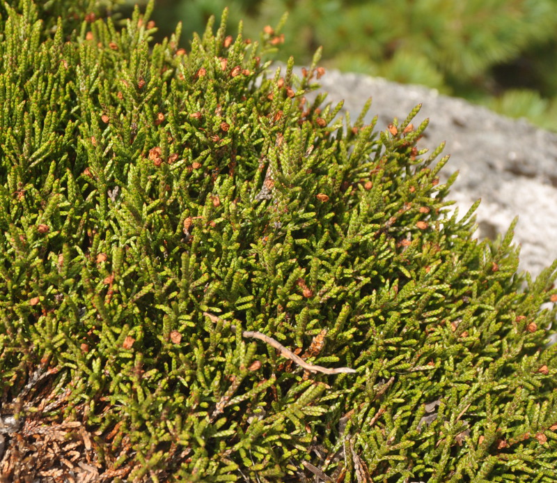 Image of Cassiope redowskii specimen.