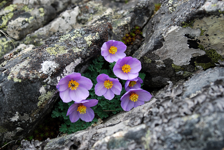 Image of Paraquilegia microphylla specimen.