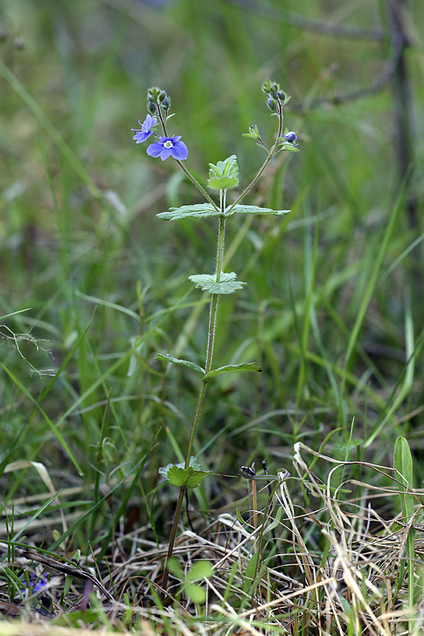 Image of Veronica chamaedrys specimen.