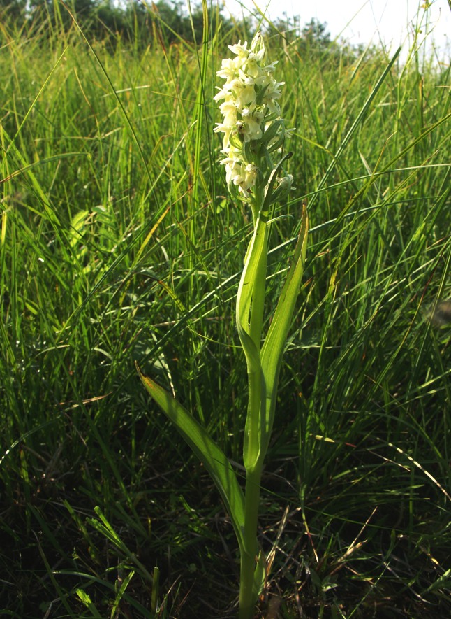 Изображение особи Dactylorhiza ochroleuca.