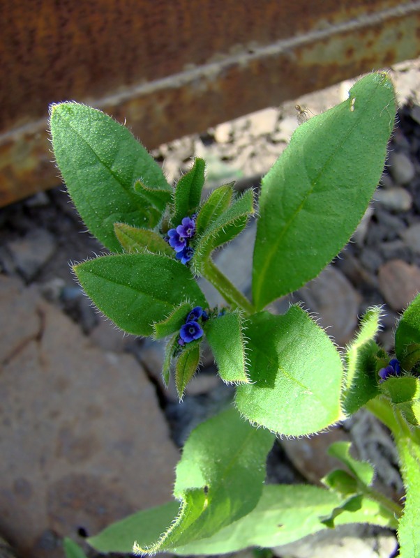 Image of Asperugo procumbens specimen.