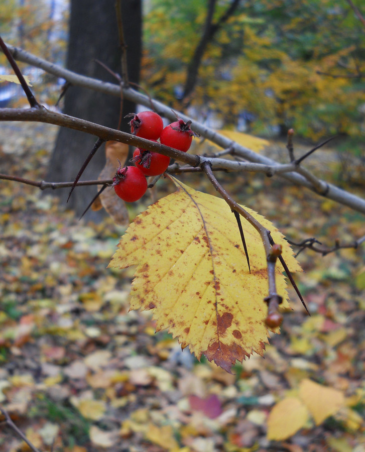 Изображение особи Crataegus submollis.