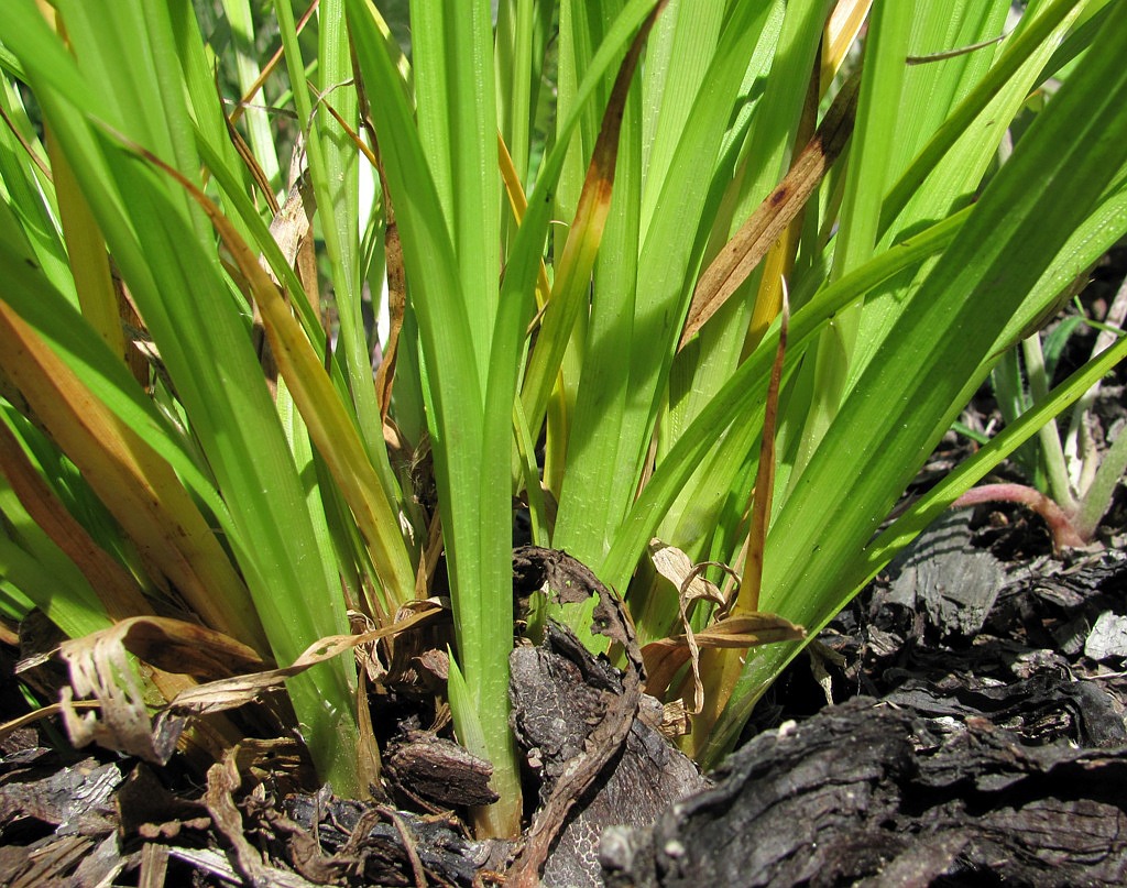 Image of Carex pseudocyperus specimen.