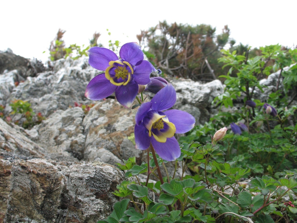 Изображение особи Aquilegia flabellata.