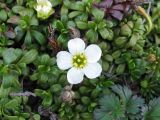 Diapensia obovata