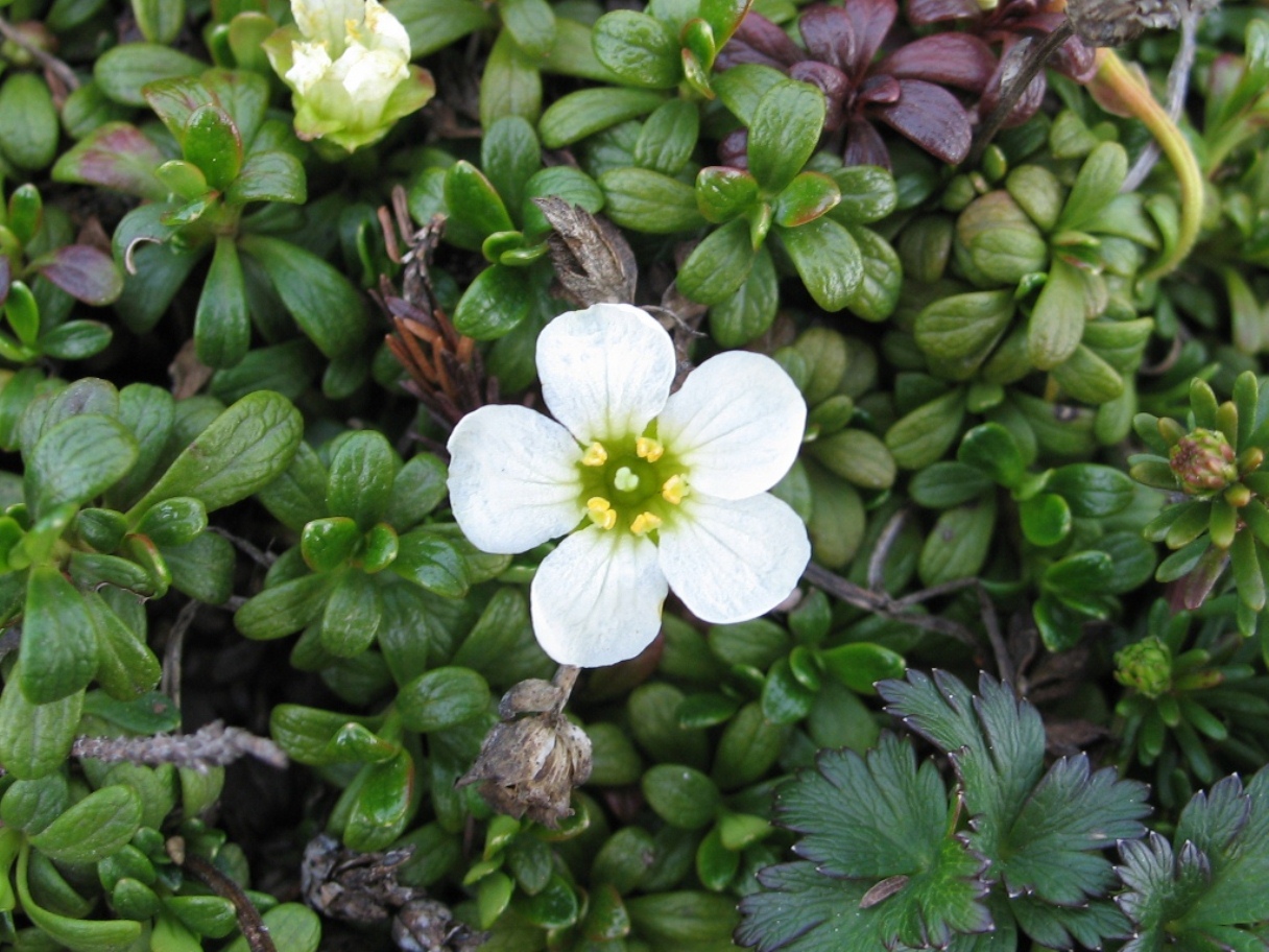 Изображение особи Diapensia obovata.