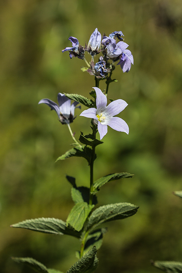 Image of Gadellia lactiflora specimen.